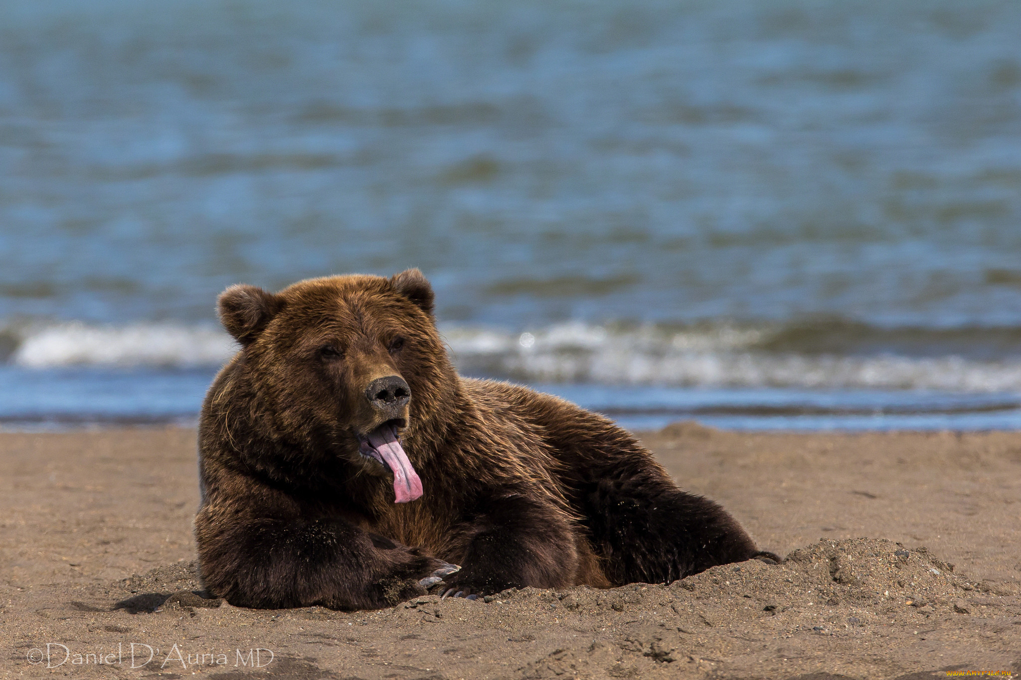 Медведь на пляже